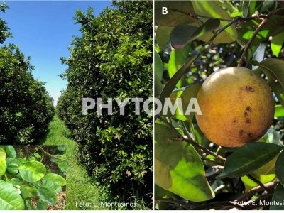 huanglongbing (HLB) o citrus greening
